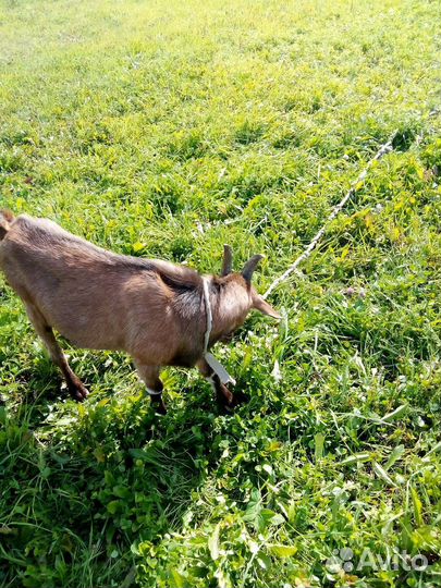 Козел 28.03.23 родился