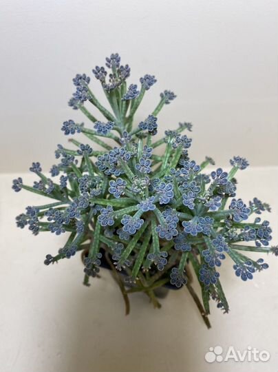 Граптоверия Лавли Роуз/Каланхоэ Тубифлора