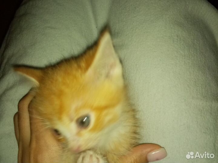 Котята в добрые руки бесплатно