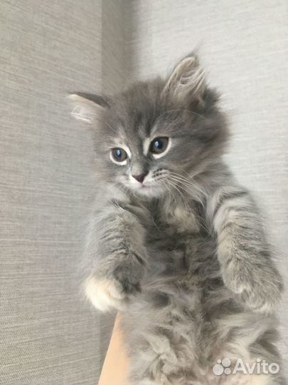 Сибирские котята