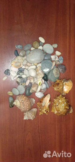 Ракушки и камушки