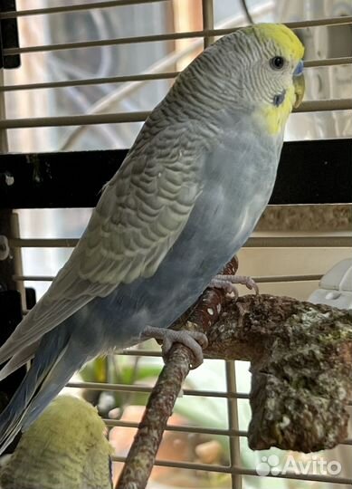 Волнистый попугай