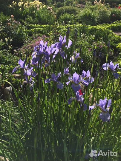 Ирис сибирский ирис злаковидный (разные сорта)