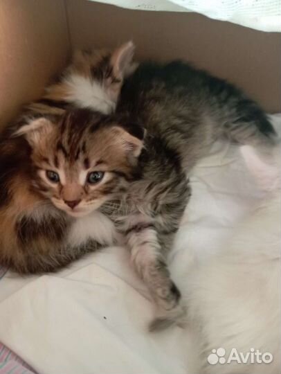 Шотландские котята