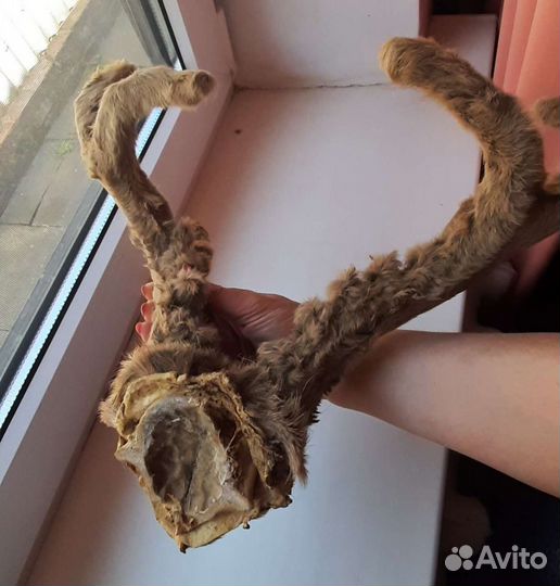 Рога лохматые