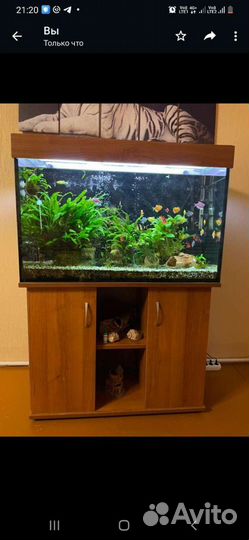 Аквариум