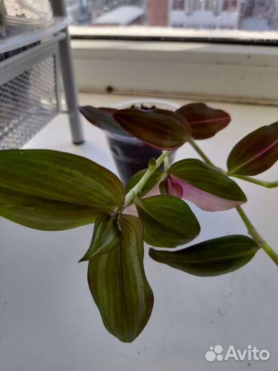 Традесканция 1