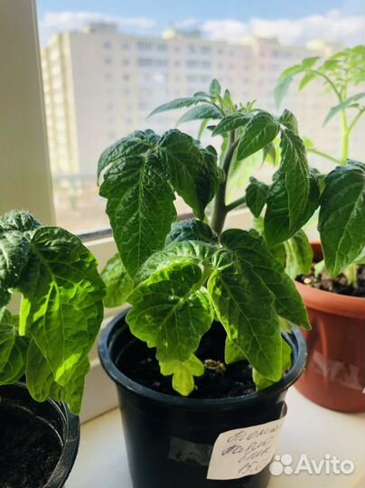 Рассада томат на окно Патио блек и патио плюм