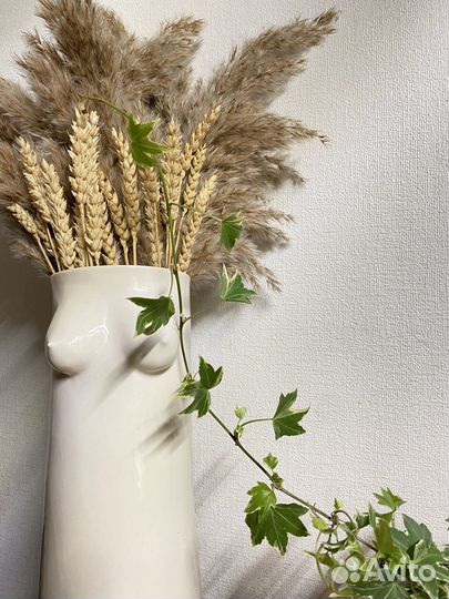 Плющ хедера