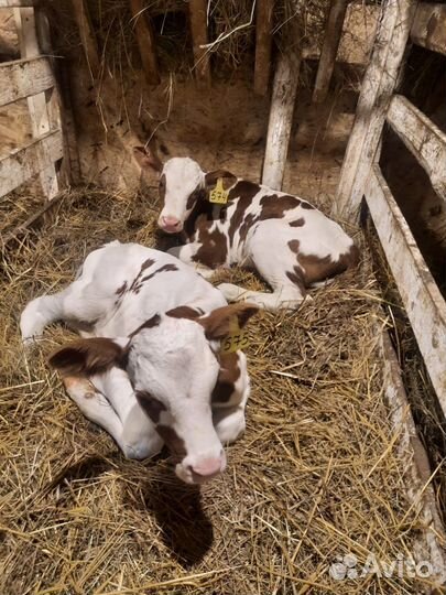 Бычки,телята,быки