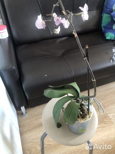 Орхидея фаленопсис