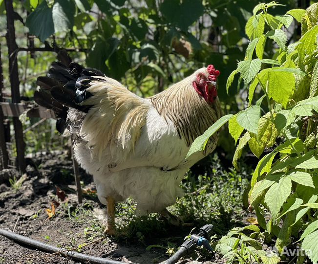 Петух брама