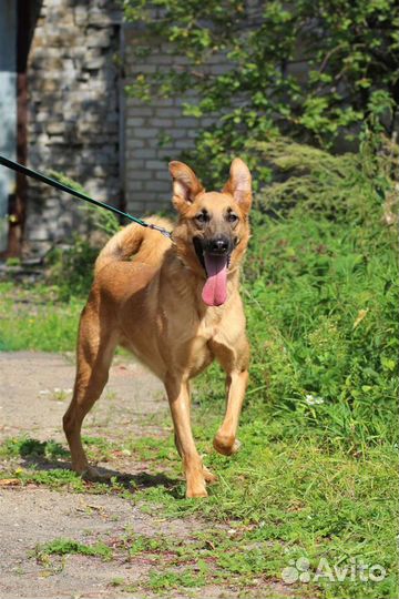 Пес ищет Семью