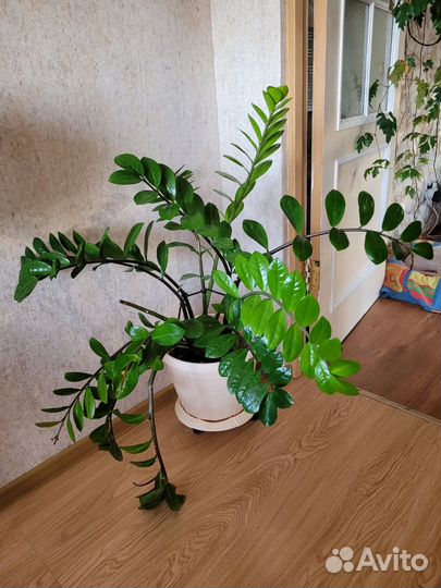 Замиокулькас