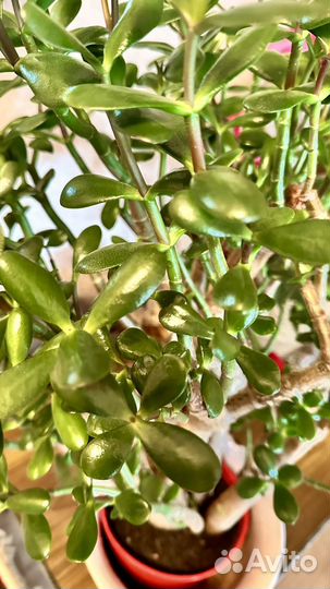 Денежное дерево