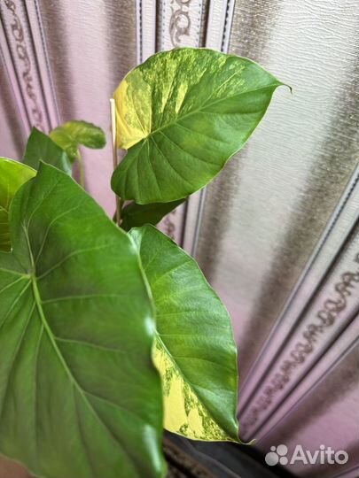 Алоказия Гагеана