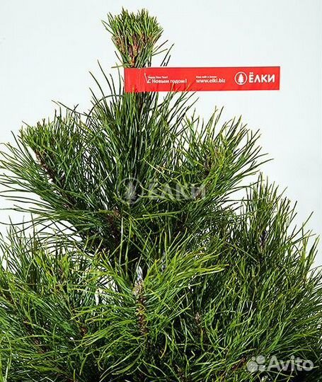 Сосна оптом и в розницу