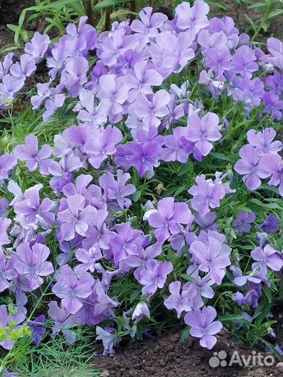 Виола многолетняя