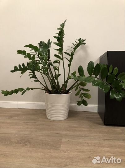 Замиокулькас долларовое дерево