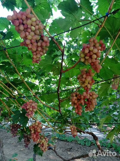 Саженцы и черенки винограда