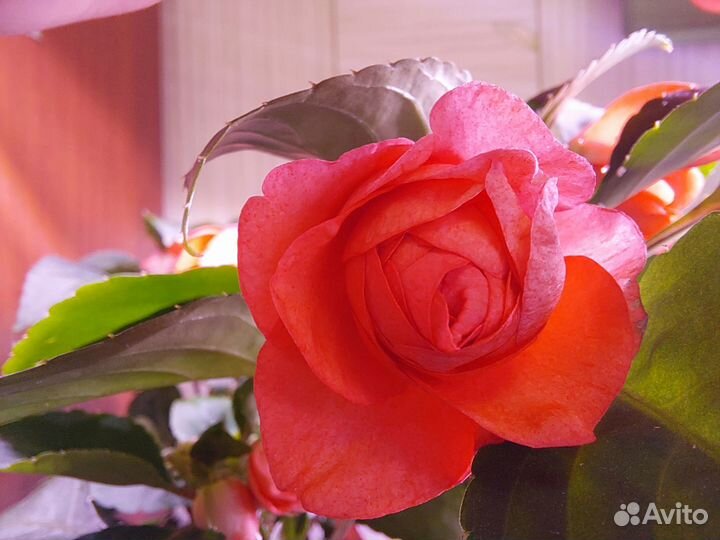 Бальзамины махровые оранж и музыка принцесса пинк