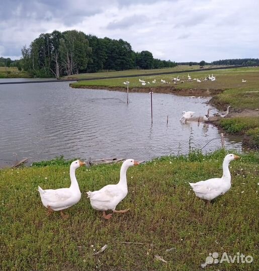 Гуси взрослые годовалые