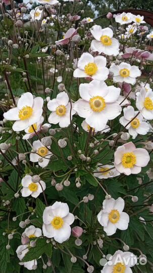 Анемона японская