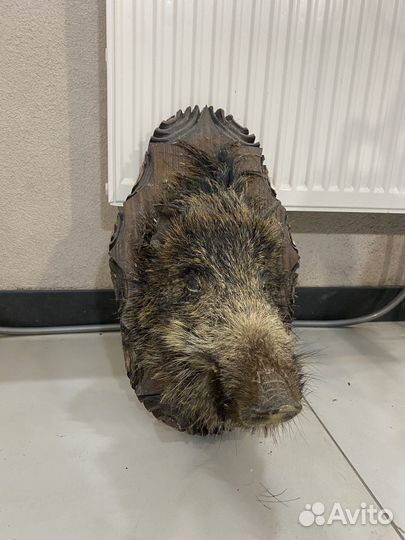 Чучело головы кабана