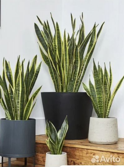 Сансевиерия ханни