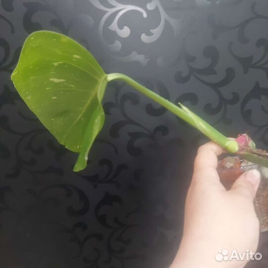 Монстера тайское созвездие
