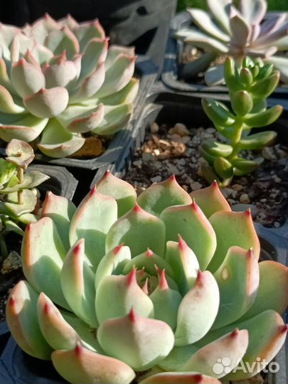 Редкие суккуленты