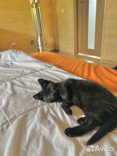 Бомбейский котёнок метис (мальчик,девочка) 2,5мес