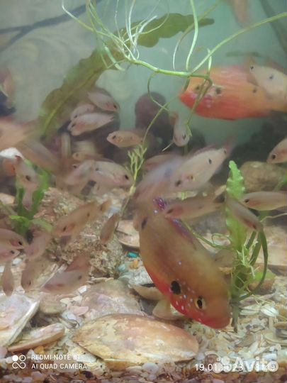 Аквариумные рыбки