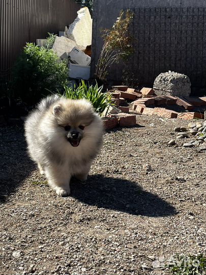 Щенки шпица