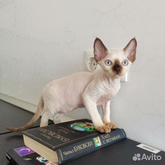 Девон-рекс поинтовая девочка