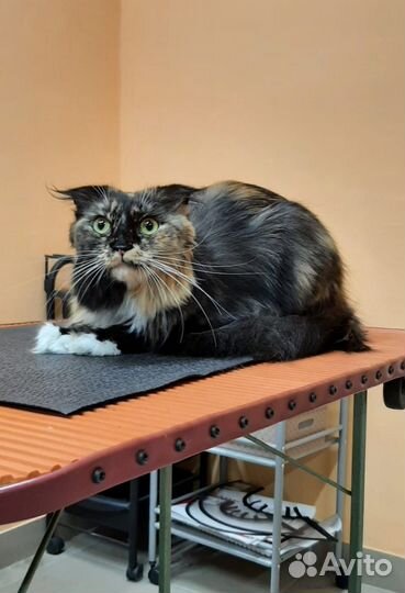 Стрижка собак и кошек Груминг