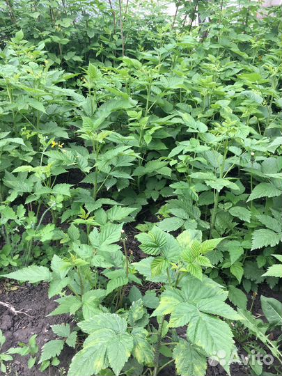 Рассада малины бесплатно