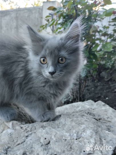 Отдам бесплатно