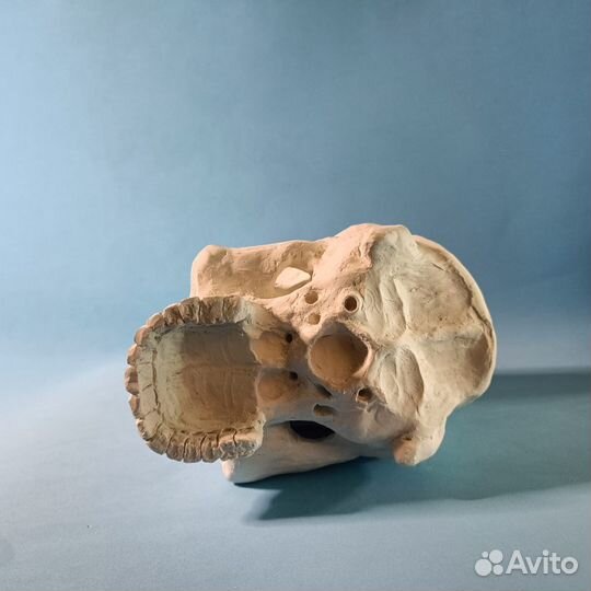 Череп из гипса