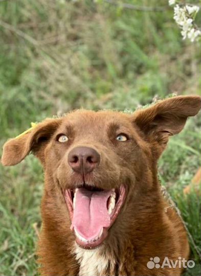 Собака Шоколадка