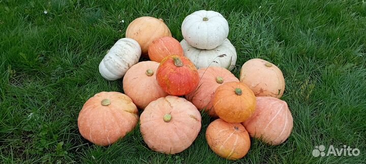 Продам тыкву