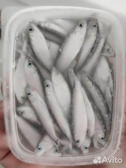 Тюлька волжская свежемороженая