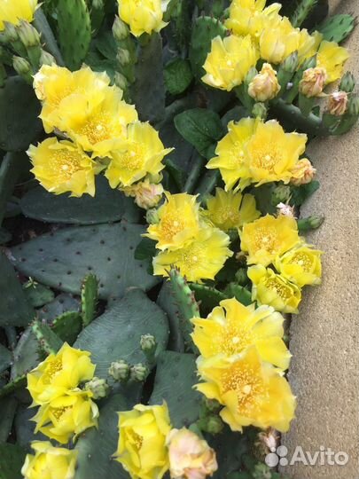 Кактус декоративный Опунция