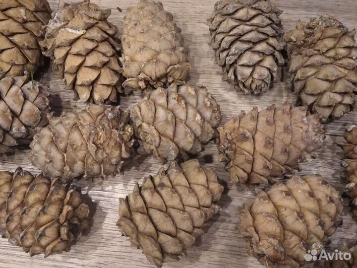 Шишки для небольших поделок