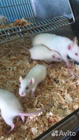 Кормовые насекомые, грызуны