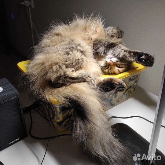 Передержка животных, кошек, догситтер, няня для ко