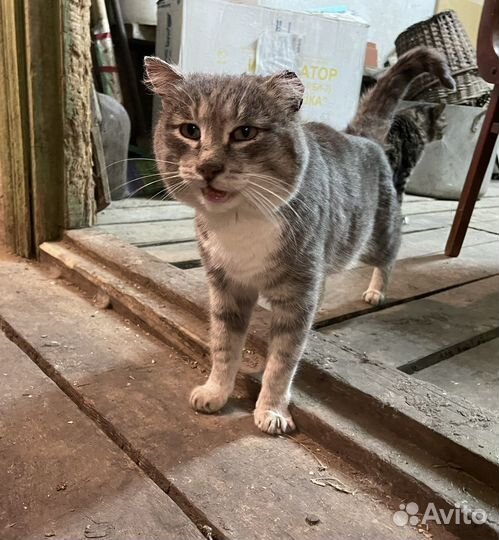 Ищу хозяев кота