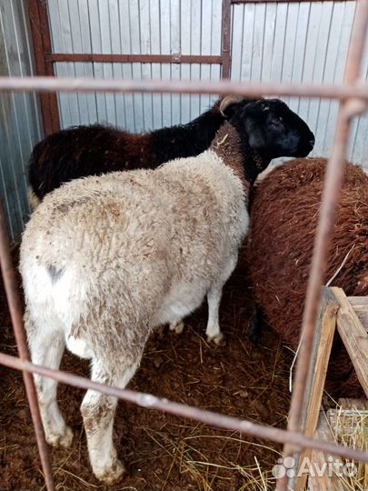 Дорпер 11мес. Обмен