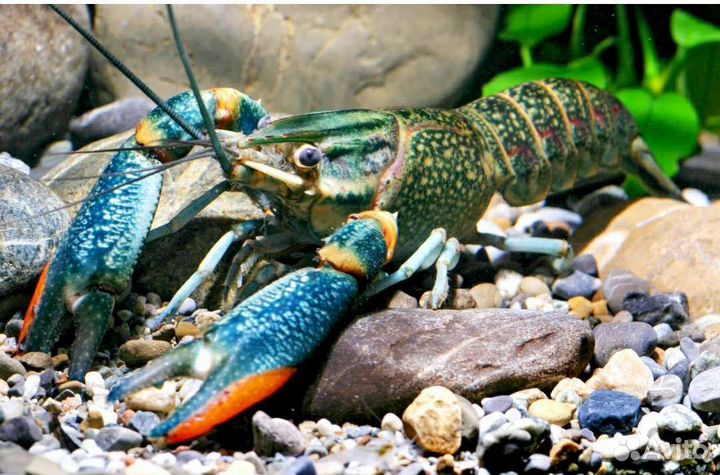 Австралийский красноклешневый рак