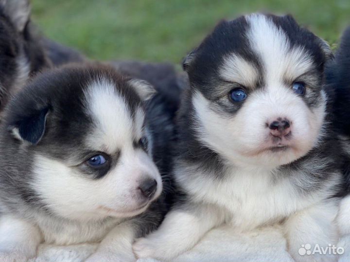 Помски- померанский мини хаски микро/ той / мини